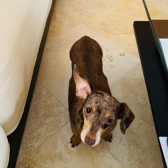 Meet your Posher, Anna - Picture 1 of 1